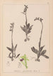 Ranskalaisen kasviston herbarium Pl1048 - Louis Antoine Cusin — näkymä teoksesta