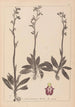 Ranskalaisen kasviston herbarium Pl1049 - Louis Antoine Cusin — näkymä teoksesta
