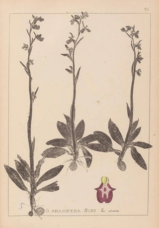 Louis Antoine Cusin - Herbier de la flore franaise Pl1049.webp