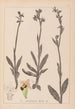 Ranskalaisen kasviston herbarium Pl1050 - Louis Antoine Cusin — näkymä teoksesta