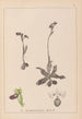 Ranskalaisen kasviston herbarium Pl1051 - Louis Antoine Cusin — näkymä teoksesta