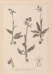 Ranskalaisen kasviston herbarium Pl1052 - Louis Antoine Cusin — näkymä teoksesta