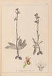 Ranskalaisen kasviston herbarium Pl1053 - Louis Antoine Cusin — näkymä teoksesta
