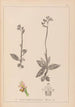 Ranskalaisen kasviston herbarium Pl1055 - Louis Antoine Cusin — näkymä teoksesta