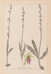 Ranskalaisen kasviston herbarium Pl1056 - Louis Antoine Cusin — näkymä teoksesta