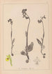 Ranskalaisen kasviston herbarium Pl1057 - Louis Antoine Cusin — näkymä teoksesta
