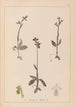 Ranskalaisen kasviston herbarium Pl1058 - Louis Antoine Cusin — näkymä teoksesta