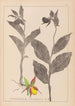 Ranskalaisen kasviston herbarium Pl1059 - Louis Antoine Cusin — näkymä teoksesta