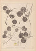 Ranskalaisen kasviston herbarium Pl1060 - Louis Antoine Cusin — näkymä teoksesta