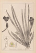 Ranskalaisen kasviston herbarium Pl1061 - Louis Antoine Cusin — näkymä teoksesta
