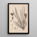 Ranskalaisen kasviston herbarium Pl1061 - Louis Antoine Cusin — kehystetty taideteos seinällä