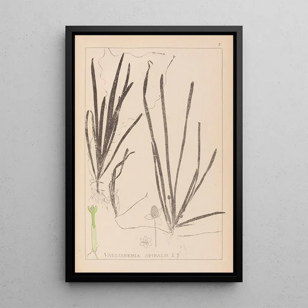 Louis Antoine Cusin - Herbier de la flore franaise Pl1062.webp