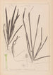 Ranskalaisen kasviston herbarium Pl1062 - Louis Antoine Cusin — näkymä teoksesta