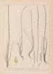 Ranskalaisen kasvilajiston herbarium Pl1064 - Louis Antoine Cusin — näkymä teoksesta