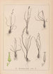 Ranskalaisen kasvilajiston herbarium Pl1065 - Louis Antoine Cusin — näkymä teoksesta
