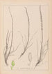 Ranskalaisen kasvilajiston herbarium Pl1066 - Louis Antoine Cusin — näkymä teoksesta