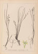 Ranskalaisen kasvilajiston herbarium Pl1067 - Louis Antoine Cusin — näkymä teoksesta