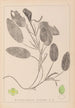 Ranskalaisen kasvilajiston herbarium Pl1068 - Louis Antoine Cusin — näkymä teoksesta
