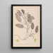 Ranskalaisen kasvilajiston herbarium Pl1068 - Louis Antoine Cusin — kehystetty taideteos seinällä