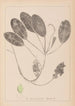 Ranskalaisen kasvilajiston herbarium Pl1069 - Louis Antoine Cusin — näkymä teoksesta