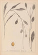 Ranskalaisen kasvilajiston herbarium Pl1070 - Louis Antoine Cusin — näkymä teoksesta