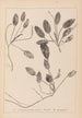 Ranskalaisen kasvilajiston herbarium Pl1071 - Louis Antoine Cusin — näkymä teoksesta