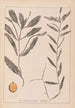 Ranskalaisen kasvilajiston herbarium Pl1072 - Louis Antoine Cusin — näkymä teoksesta