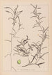 Ranskalaisen kasvilajiston herbarium Pl1073 - Louis Antoine Cusin — näkymä teoksesta