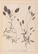 Ranskalaisen kasvilajiston herbarium Pl1074 - Louis Antoine Cusin — näkymä teoksesta