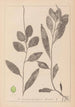 Ranskalaisen kasvilajiston herbarium Pl1075 - Louis Antoine Cusin — näkymä teoksesta