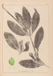 Ranskalaisen kasvilajiston herbarium Pl1076 - Louis Antoine Cusin — näkymä teoksesta