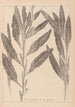 Ranskalaisen kasvilajiston herbarium Pl1077 - Louis Antoine Cusin — näkymä teoksesta