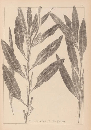Louis Antoine Cusin - Herbier de la flore franaise Pl1077.webp