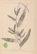 Ranskalaisen kasvilajiston herbarium Pl1078 - Louis Antoine Cusin — näkymä teoksesta