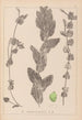 Ranskalaisen kasvilajiston herbarium Pl1079 - Louis Antoine Cusin — näkymä teoksesta