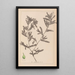 Ranskalaisen kasvilajiston herbarium Pl1080 - Louis Antoine Cusin — kehystetty taideteos seinällä
