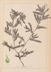 Ranskalaisen kasvilajiston herbarium Pl1080 - Louis Antoine Cusin — näkymä teoksesta
