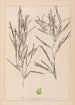 Ranskalaisen kasvilajiston herbarium Pl1082 - Louis Antoine Cusin — näkymä teoksesta