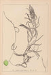 Ranskalaisen kasvilajiston herbarium Pl1083 - Louis Antoine Cusin — näkymä teoksesta