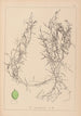Ranskalaisen kasvilajiston herbarium Pl1084 - Louis Antoine Cusin — näkymä teoksesta