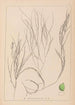 Ranskalaisen kasvilajiston herbarium Pl1086 - Louis Antoine Cusin — näkymä teoksesta