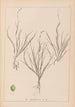 Ranskalaisen kasvilajiston herbarium Pl1087 - Louis Antoine Cusin — näkymä teoksesta