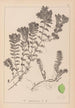 ranskalaisen kasvilajiston herbarium Pl1088 - Louis Antoine Cusin — näkymä teoksesta