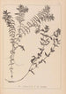 ranskalaisen kasvilajiston herbarium Pl1089 - Louis Antoine Cusin — näkymä teoksesta