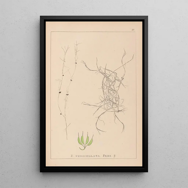 Louis Antoine Cusin - Herbier de la flore franaise Pl1091.webp