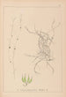 ranskalaisen kasvilajiston herbarium Pl1091 - Louis Antoine Cusin — näkymä teoksesta