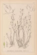 ranskalaisen kasvilajiston herbarium Pl1092 - Louis Antoine Cusin — näkymä teoksesta
