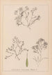 ranskalaisen kasvilajiston herbarium Pl1093 - Louis Antoine Cusin — näkymä teoksesta