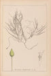 ranskalaisen kasvilajiston herbarium Pl1095 - Louis Antoine Cusin — näkymä teoksesta