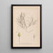 ranskalaisen kasvilajiston herbarium Pl1095 - Louis Antoine Cusin — kehystetty taideteos seinällä